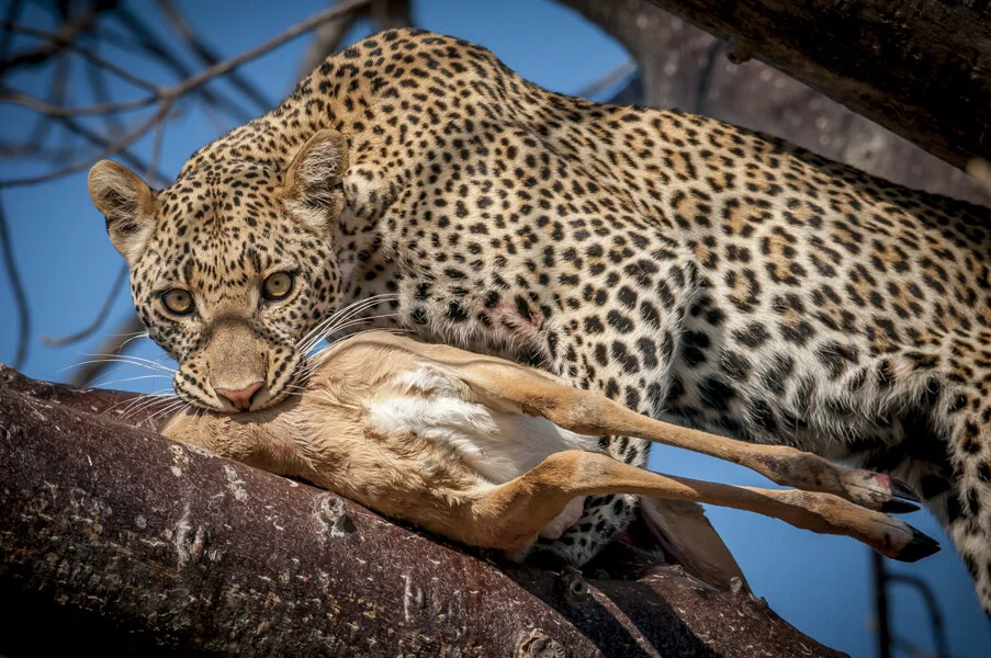 Ruaha: Spotted All-Stars, Meet BRM and BRF