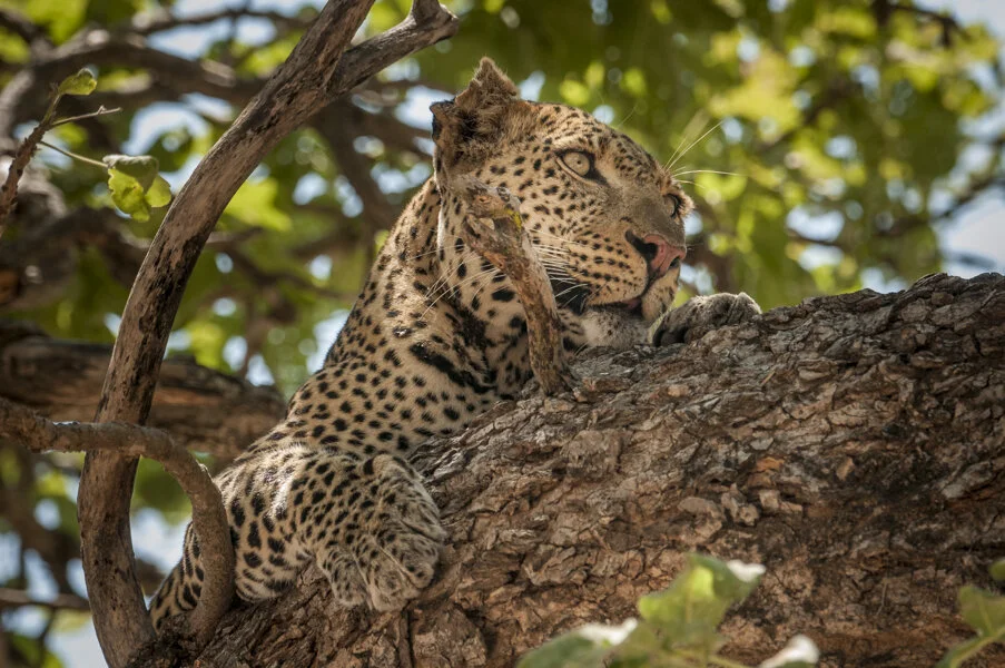 Ruaha: Spotted All-Stars, Meet Bandido