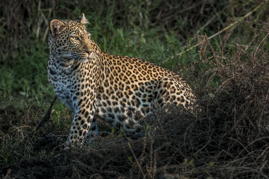 Ruaha: Spotted All-Stars, Meet Furaha