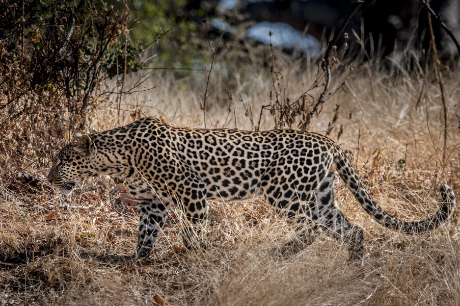 A Leopard or an Expat Jaguar?