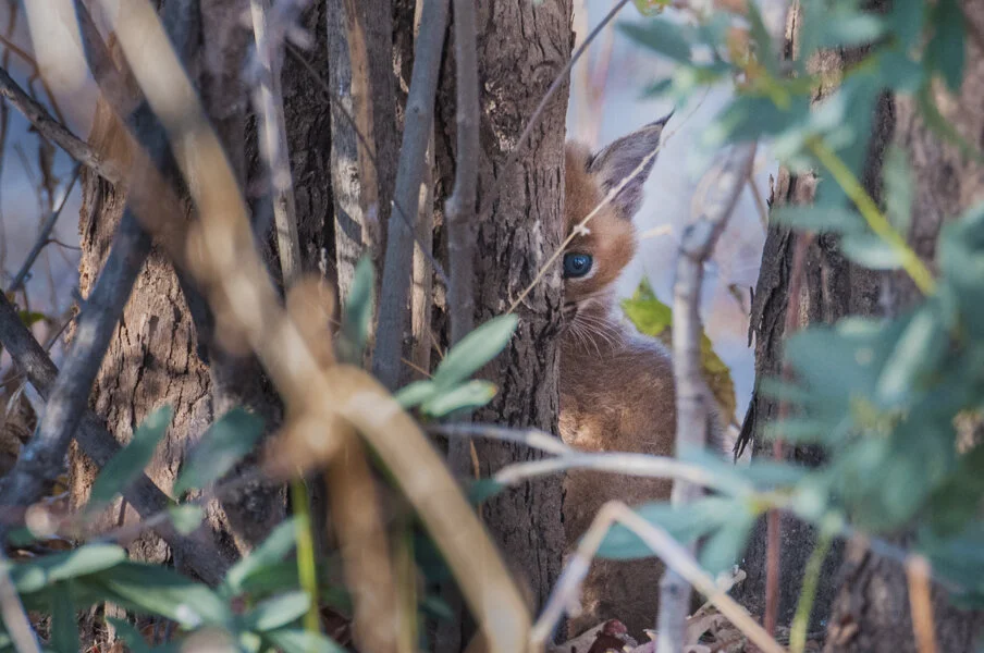 Azzurro in campo rosso