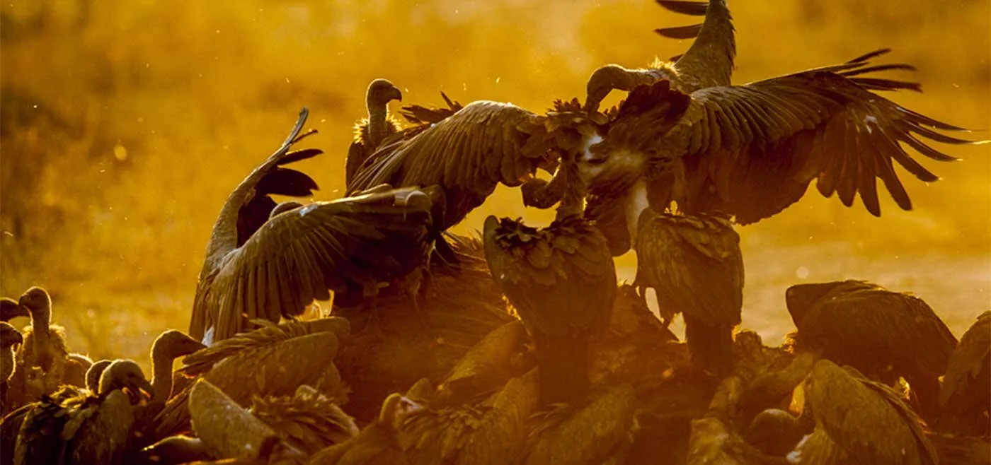 Vultures in southern Tanzania