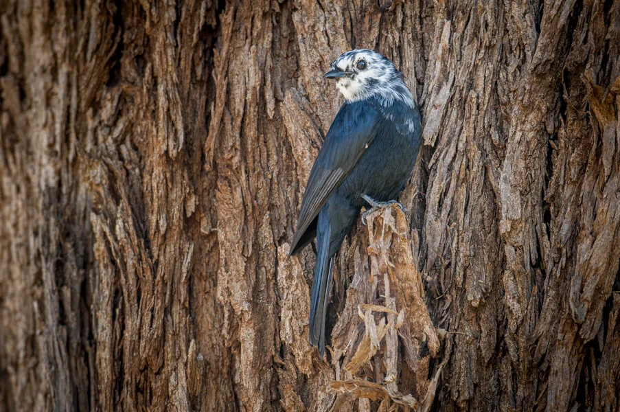Birds of Samburu
