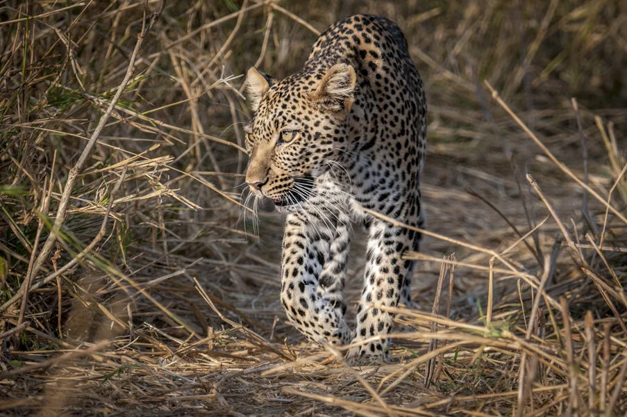 Top 10 African wildlife photography tips, Various authors for Asilia Africa