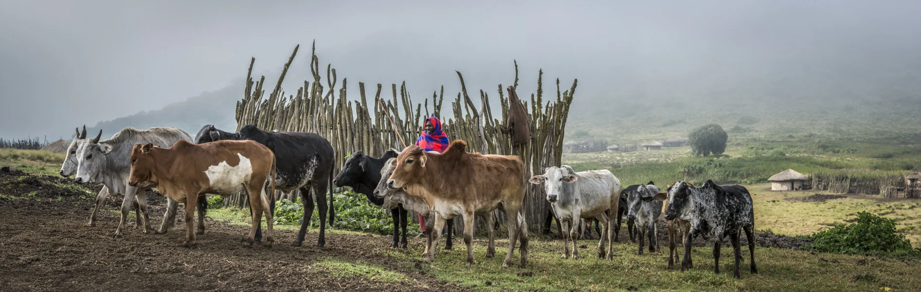 Maasai life part III