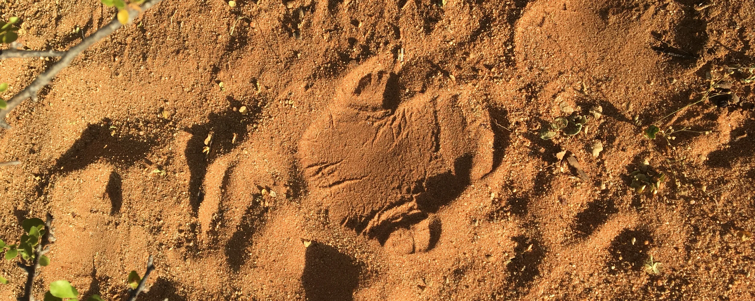 friends, training, rhinos and thorns