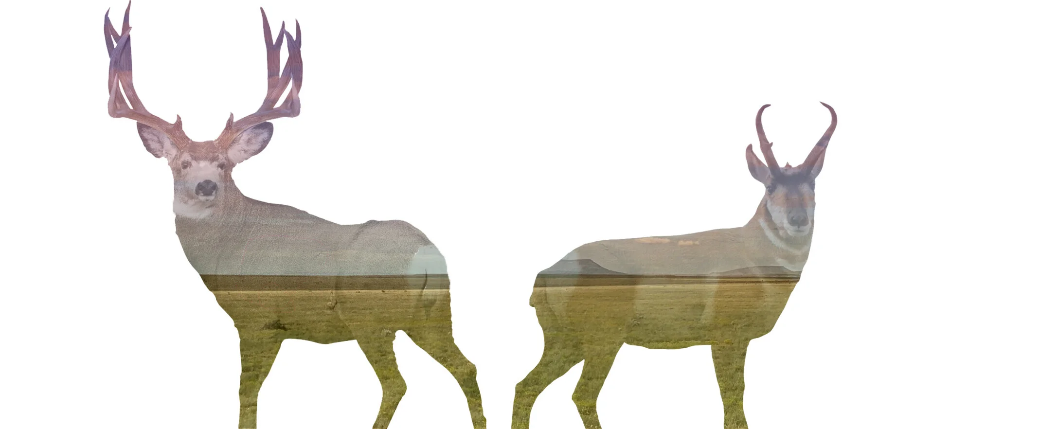 3 animals 2.jpg
