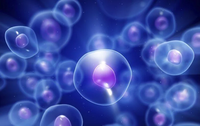 stemcells-1.jpg