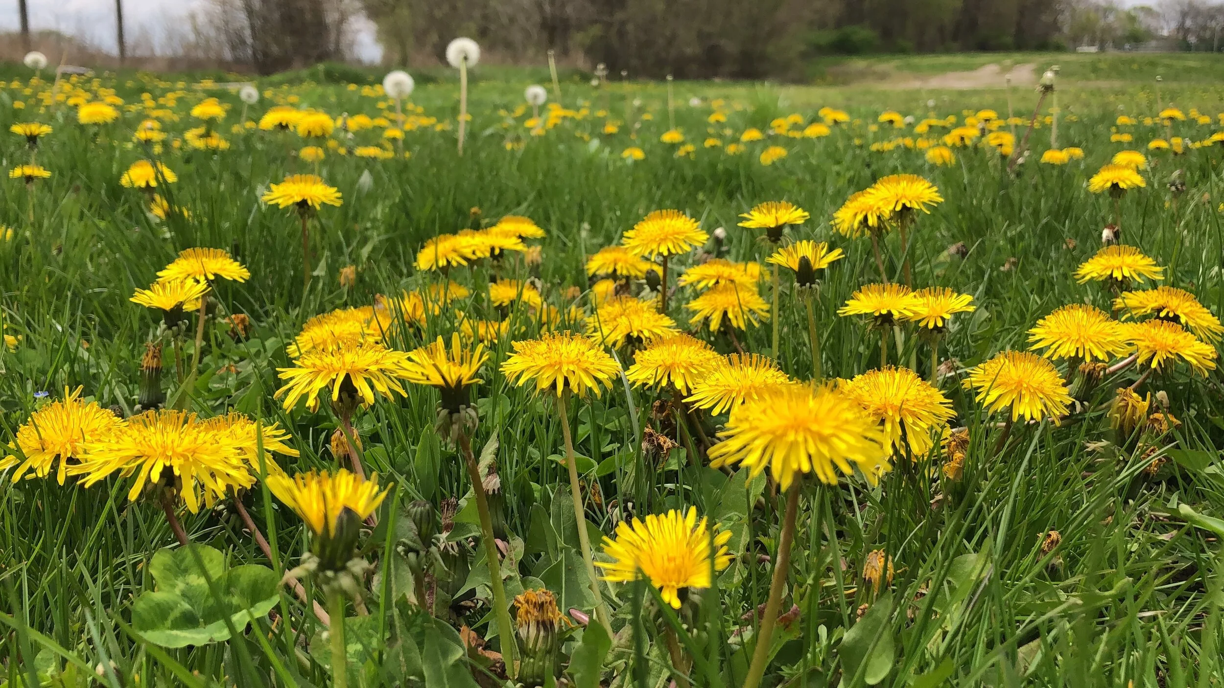 Roar of the Dandelion: Resiliency and Ingenuity