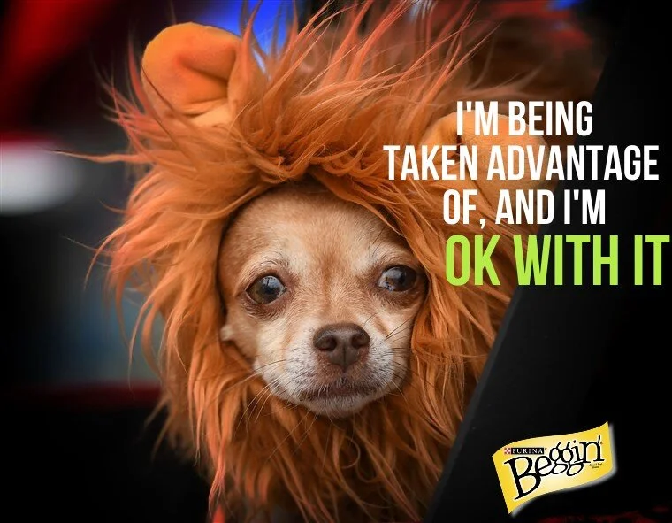 Beggin advantage.jpg