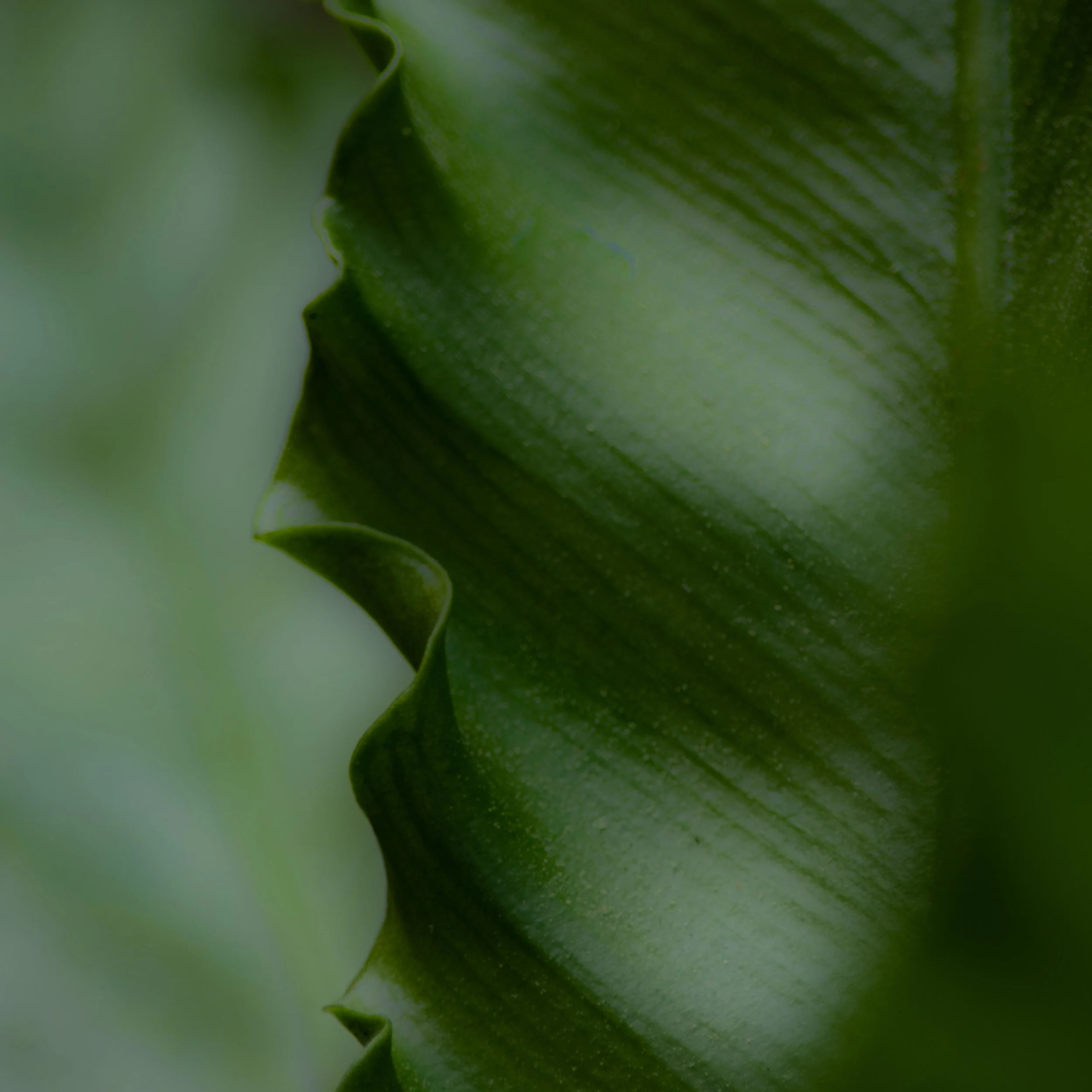 WSa Vertical asparagus fern.jpg