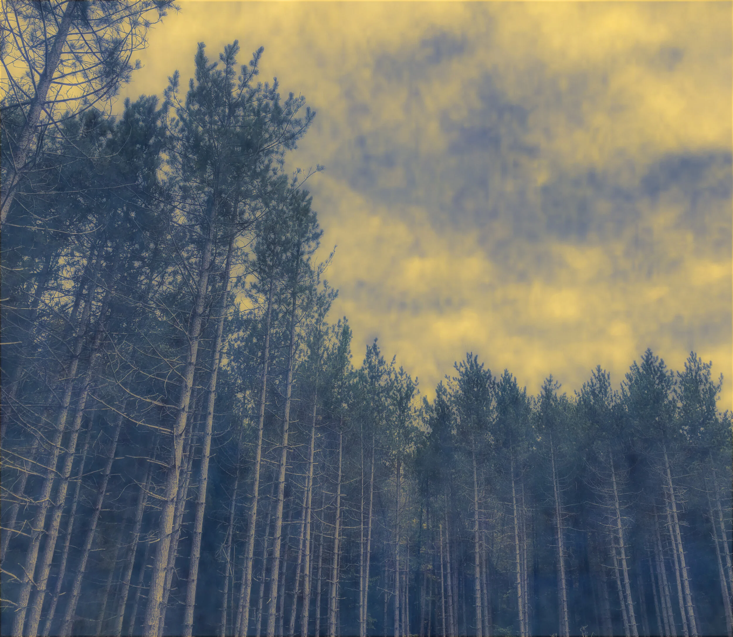 WS6 Trees Palenville.jpg