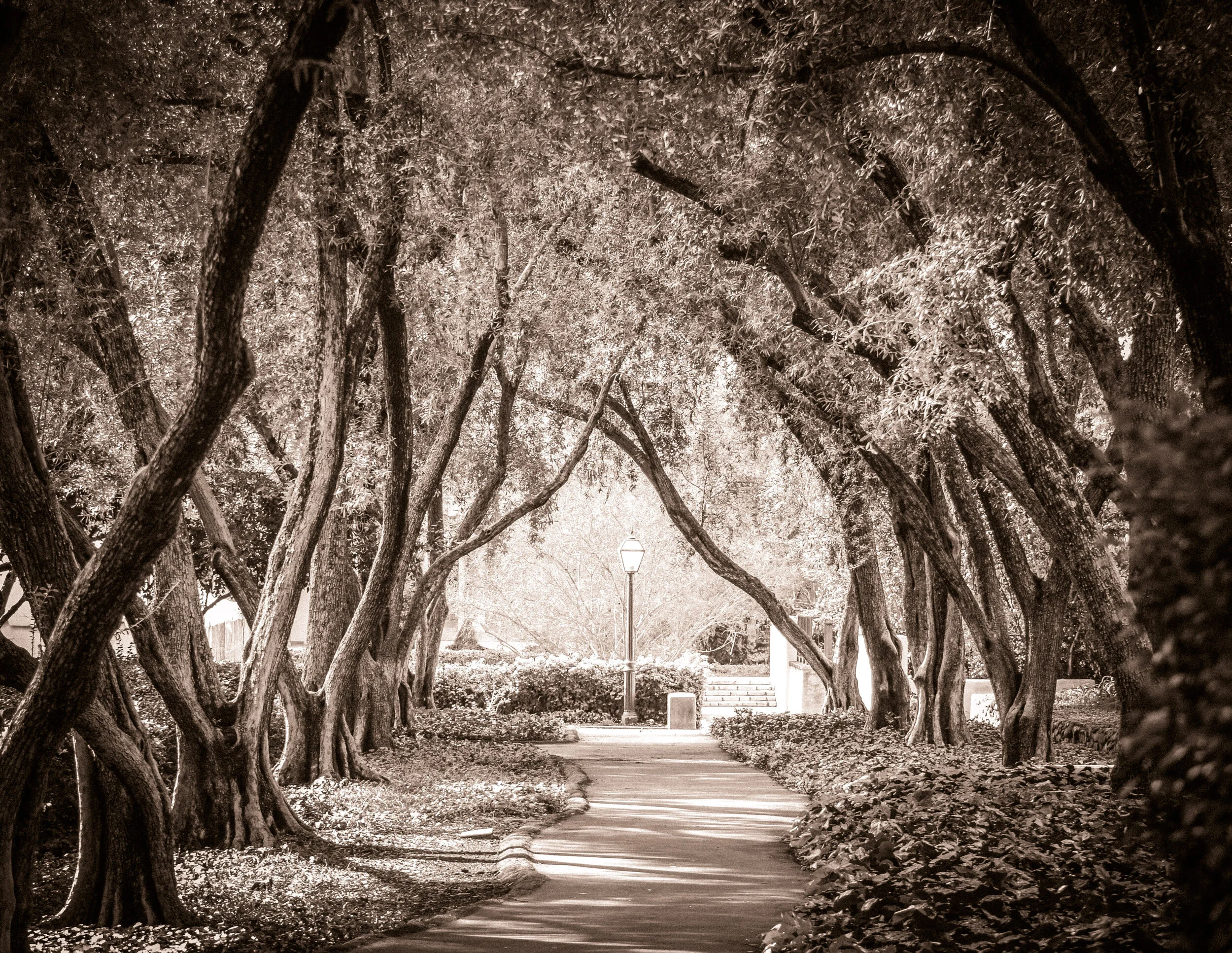 10 WS3b Scripps trees.jpg