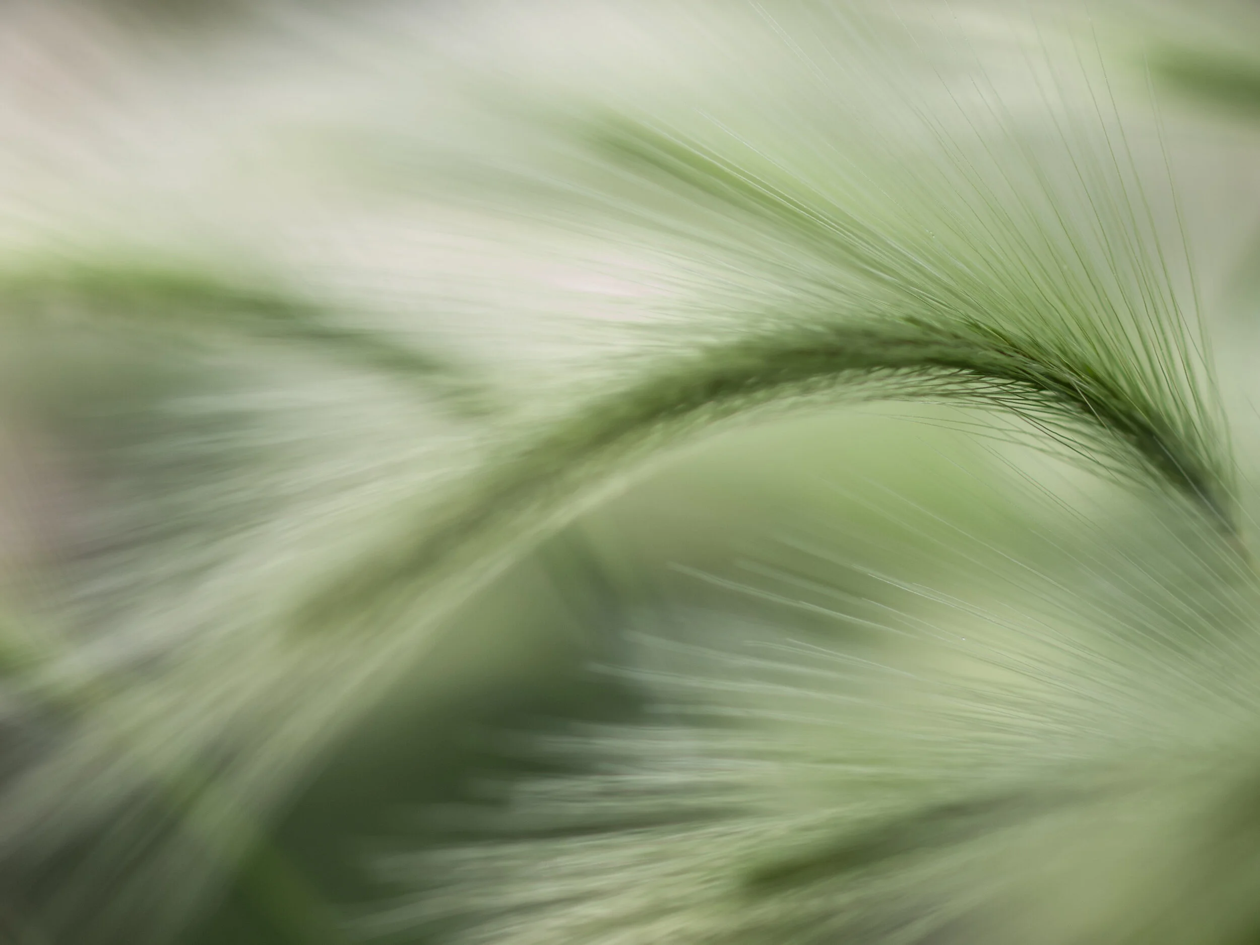WS2a Macro grass2.jpg