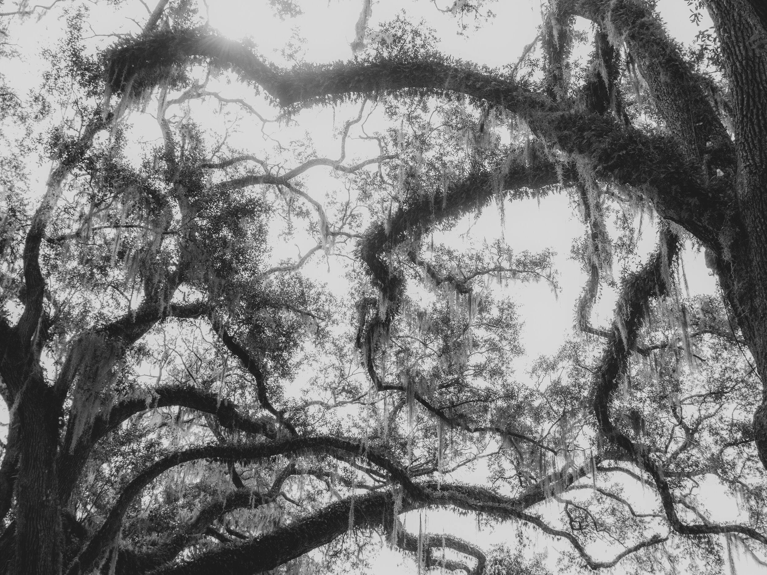 WS10 Horseshowetree BW.jpg