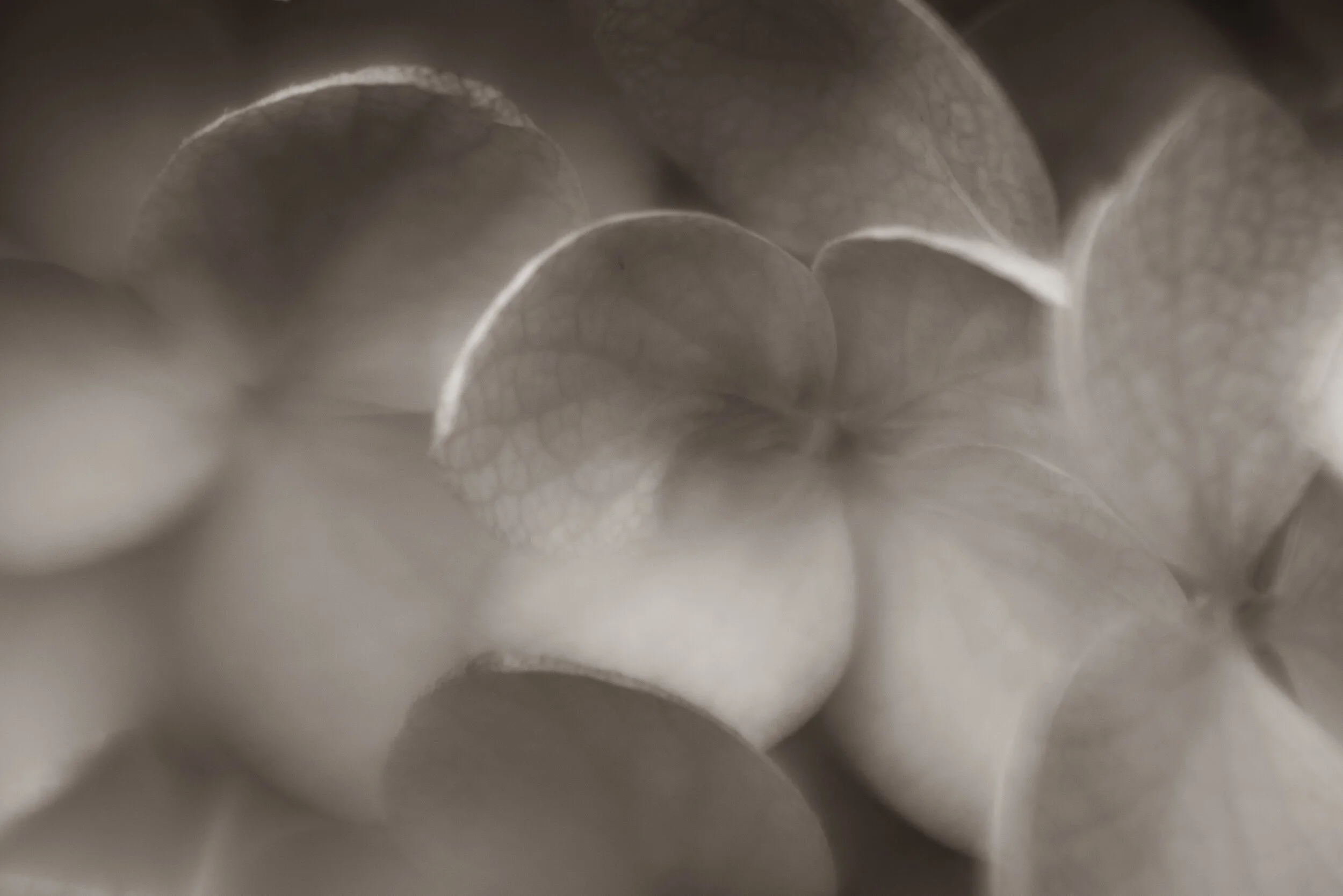 WS15 hydrangea macro.jpg