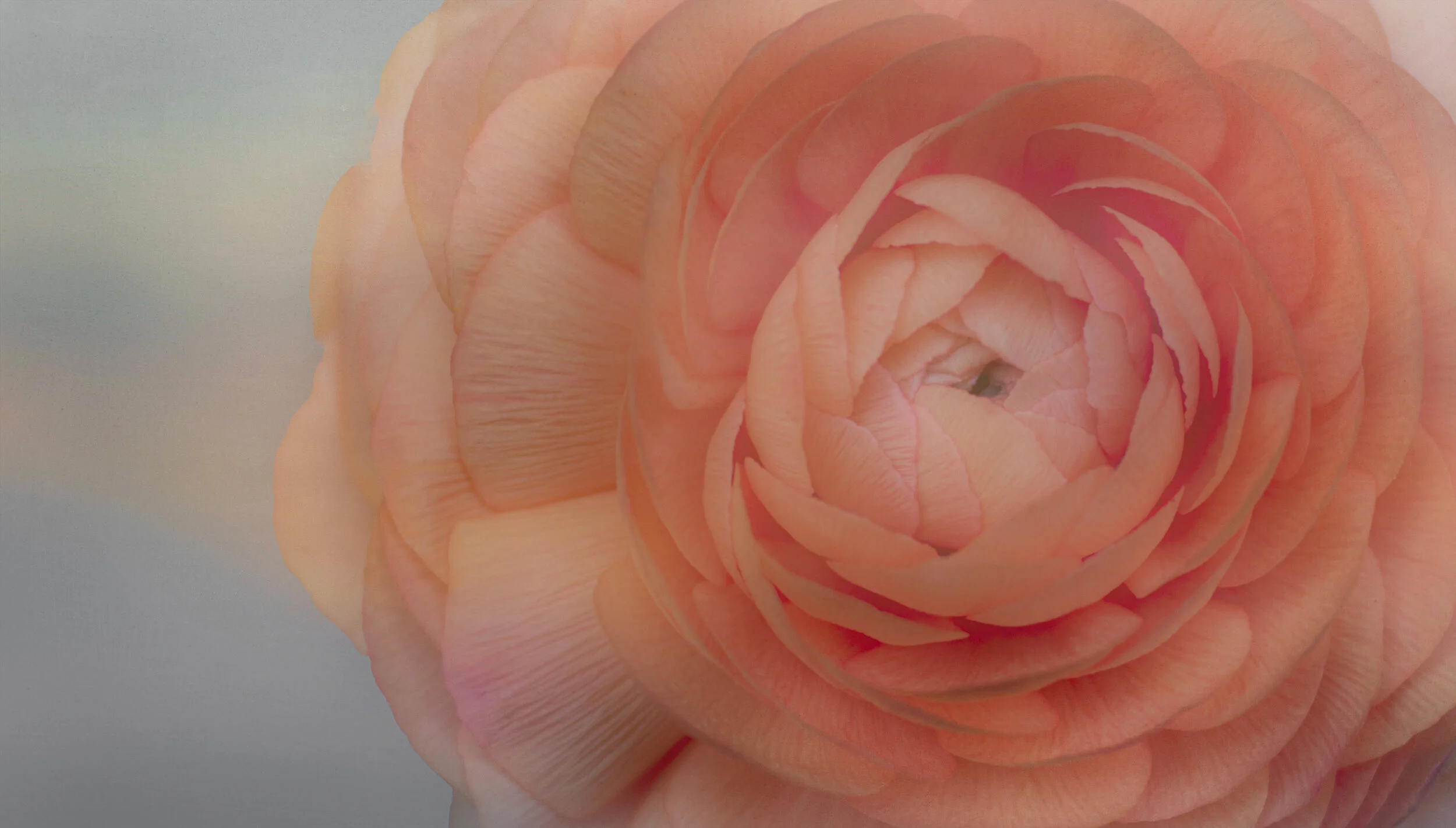 orange runnuculus.jpg