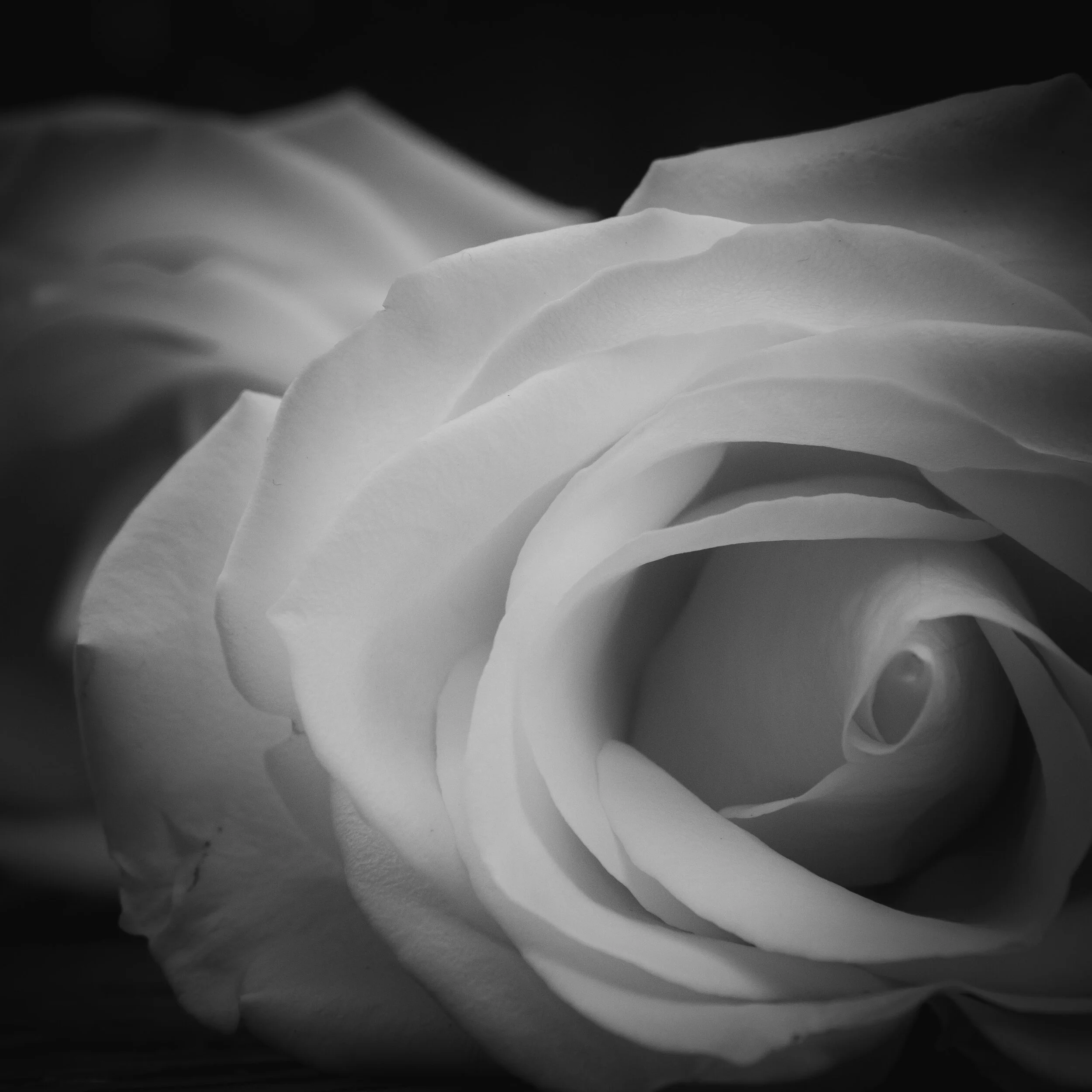 Macro3 BandW rose.jpg