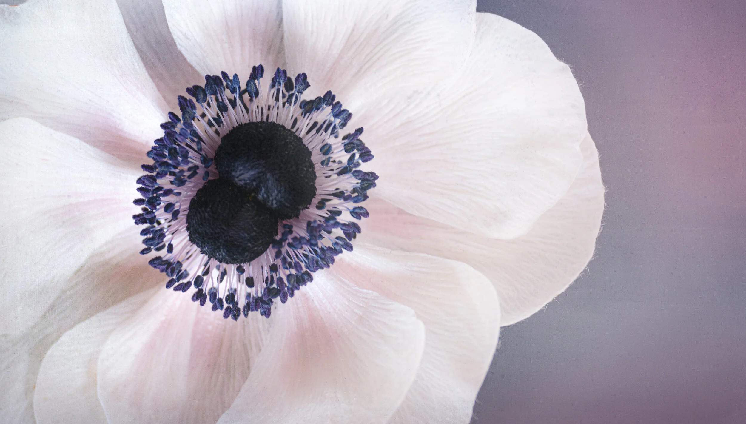 white and purple.jpg