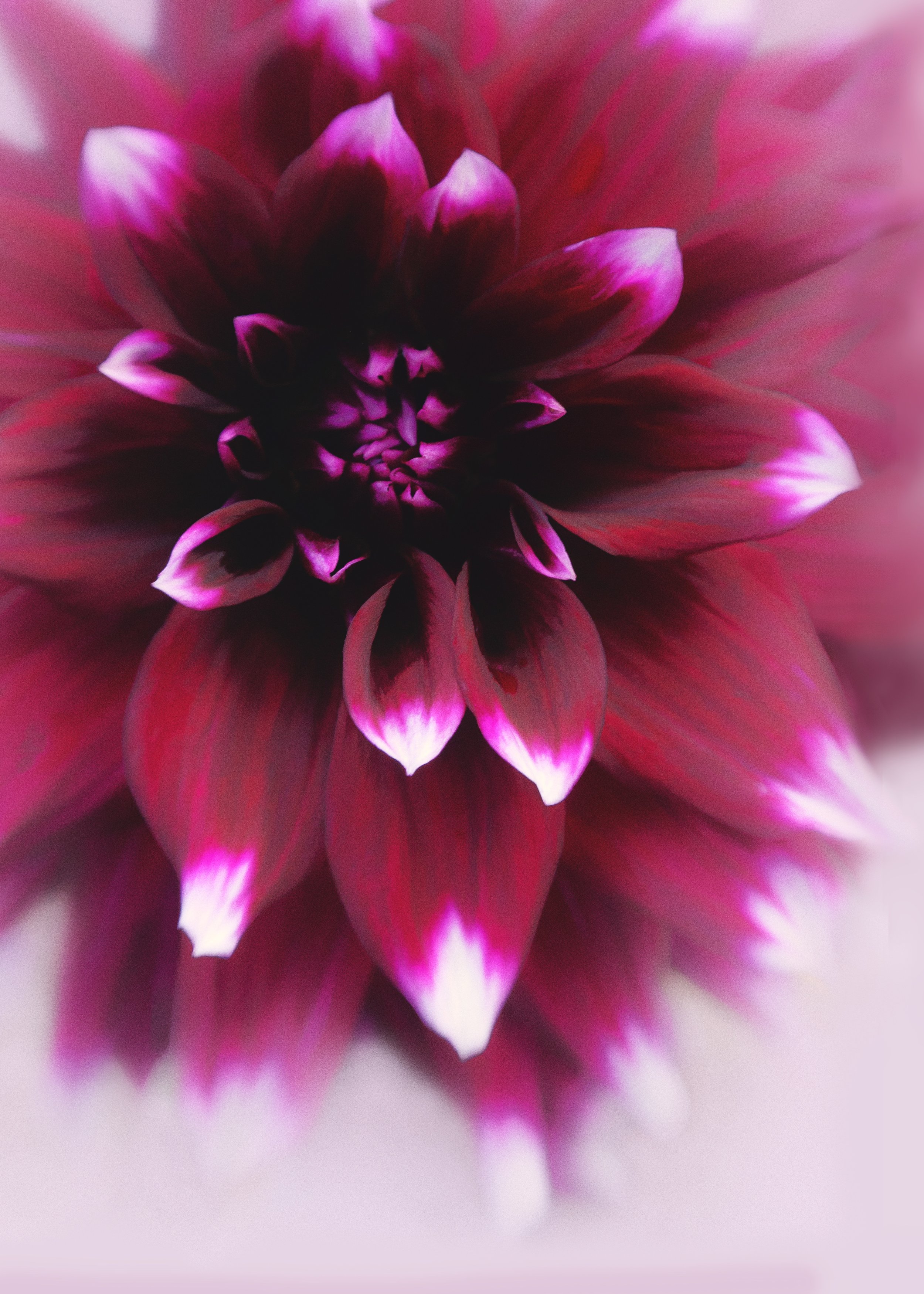 Red dahlia copy.jpg