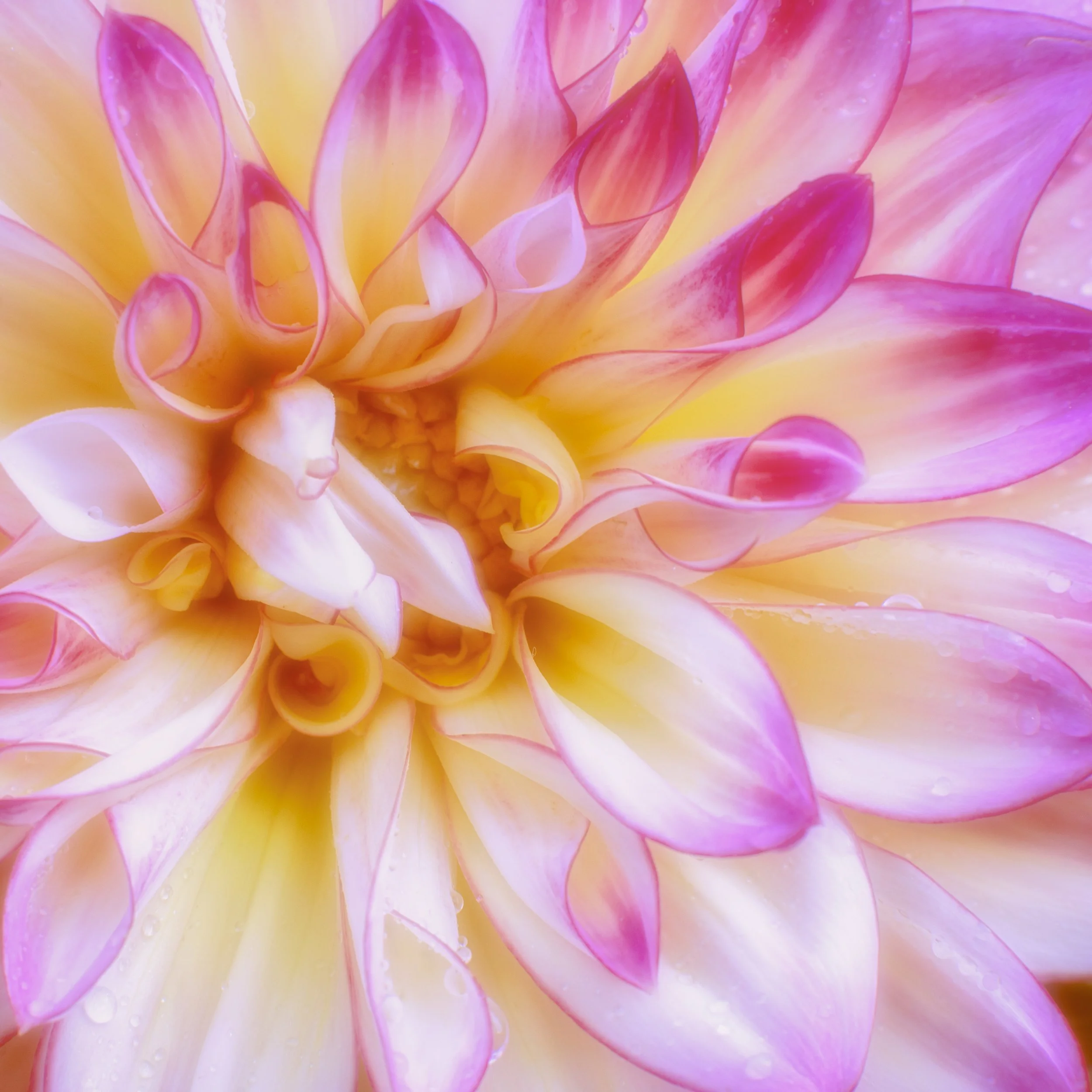 Pink and yellow dahlia.JPG
