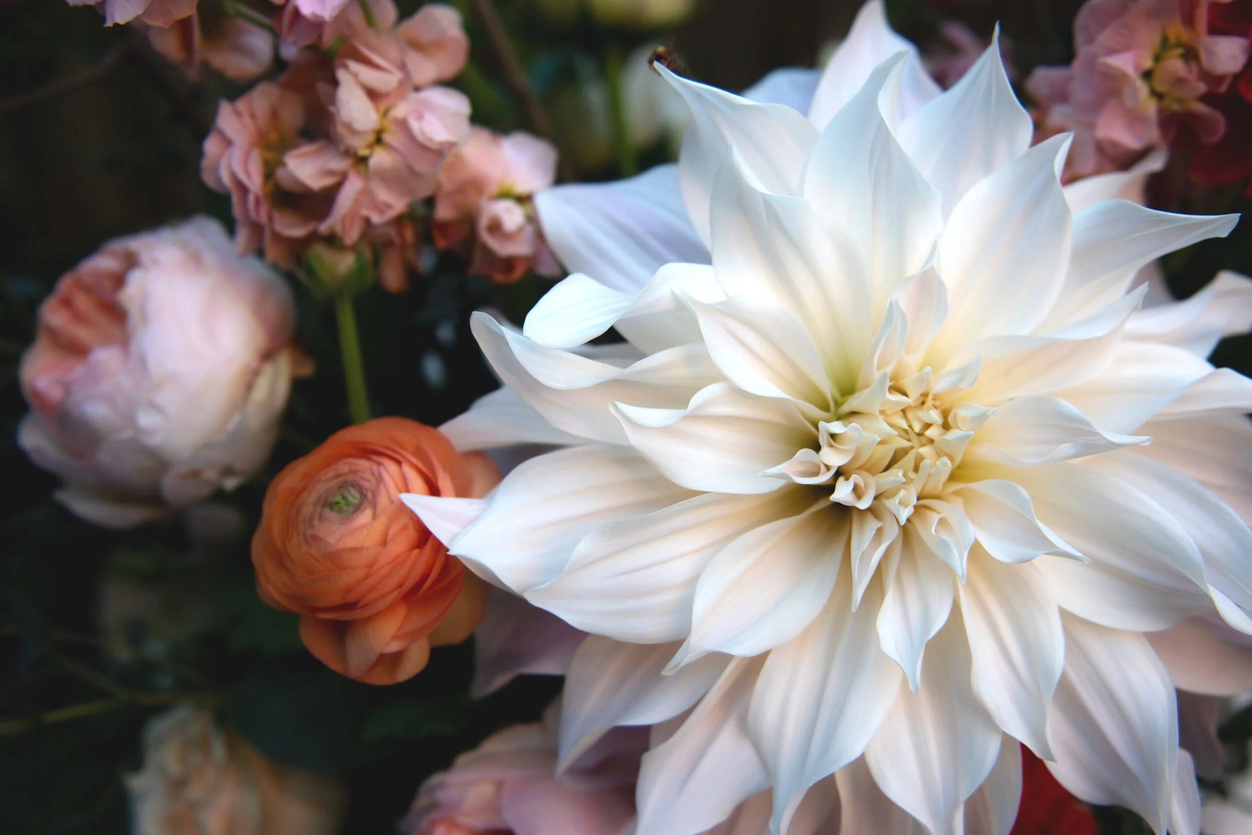 1+WS3c+Dahlia1.jpg