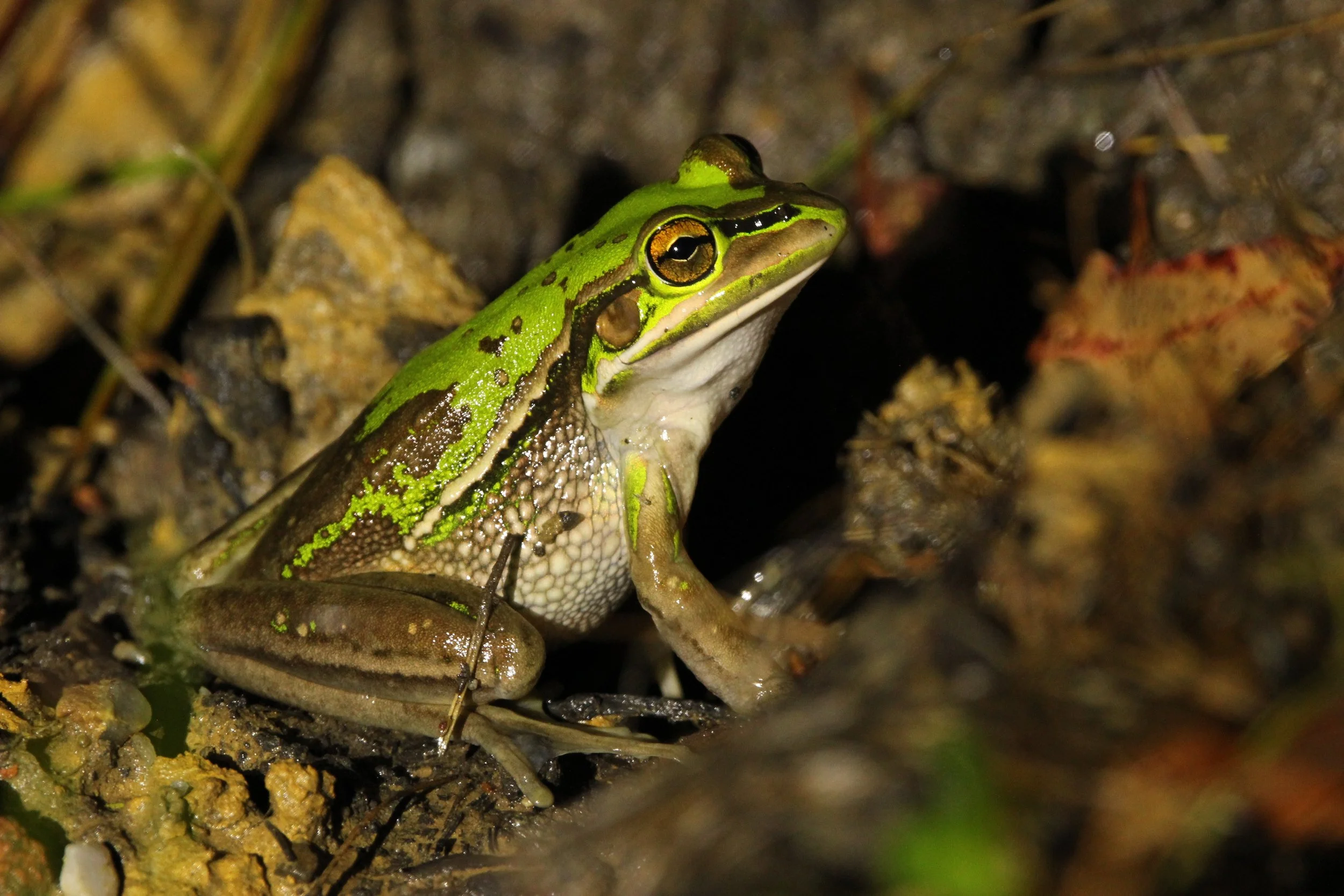 A green frog with black markings on its back, sitting among leaf litter and dirt.