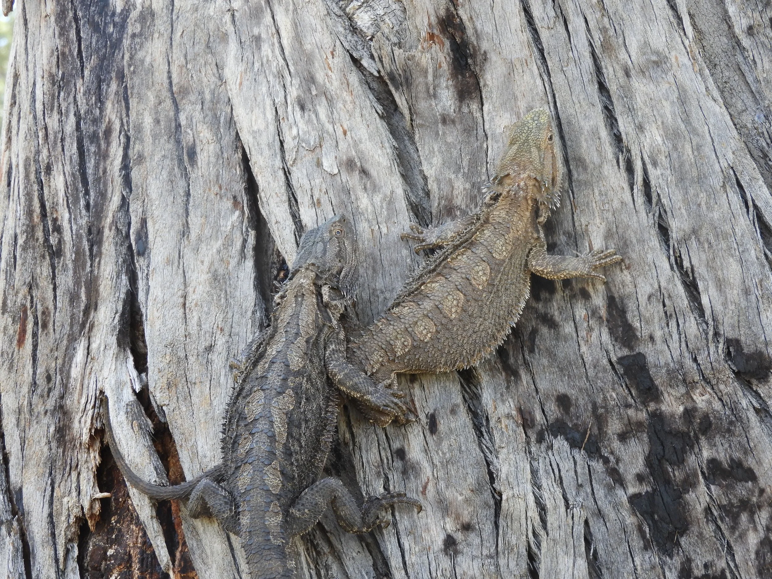 Two brown and gray lizards climbing a textured, weathered wooden tree trunk.