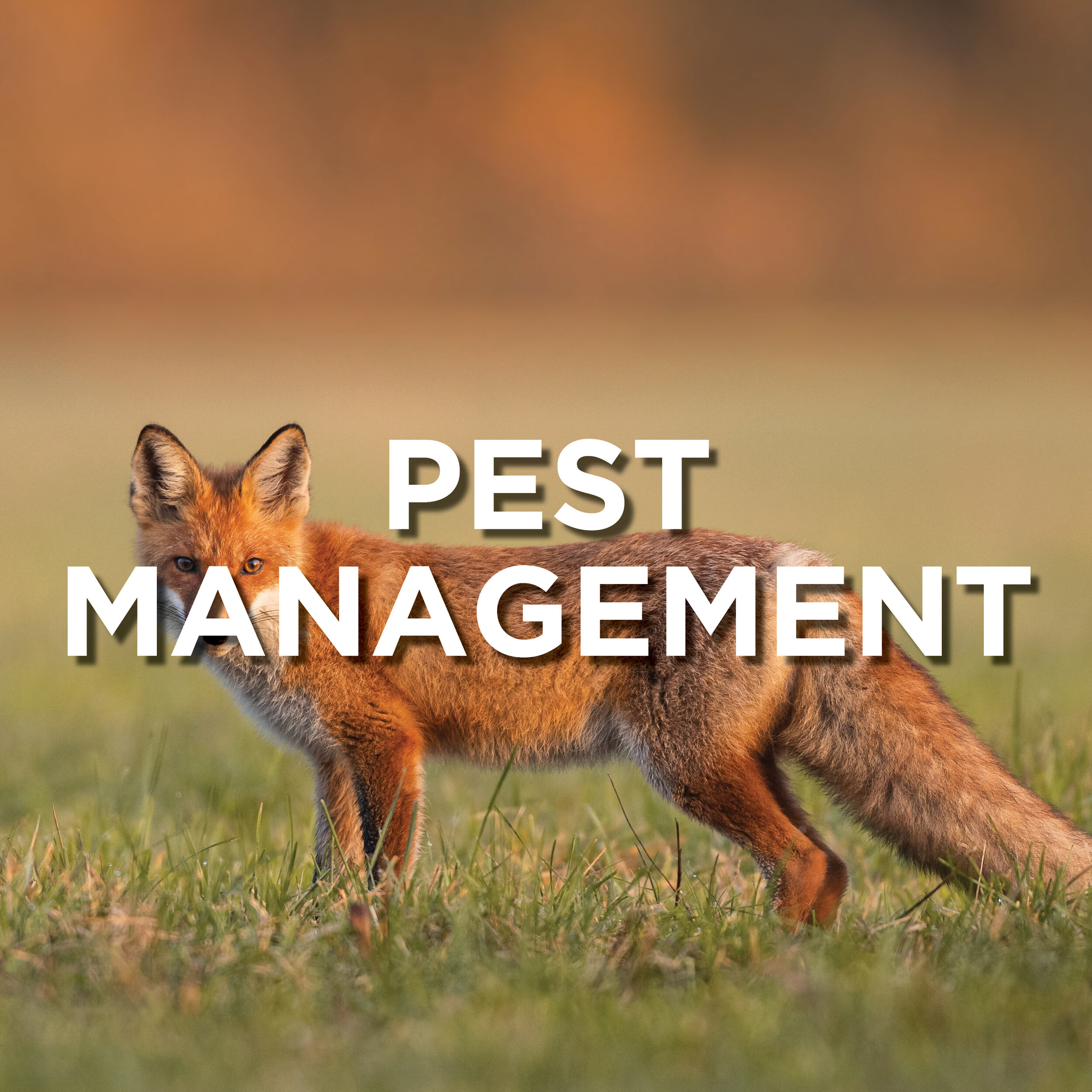 Pest Management Edited.jpg