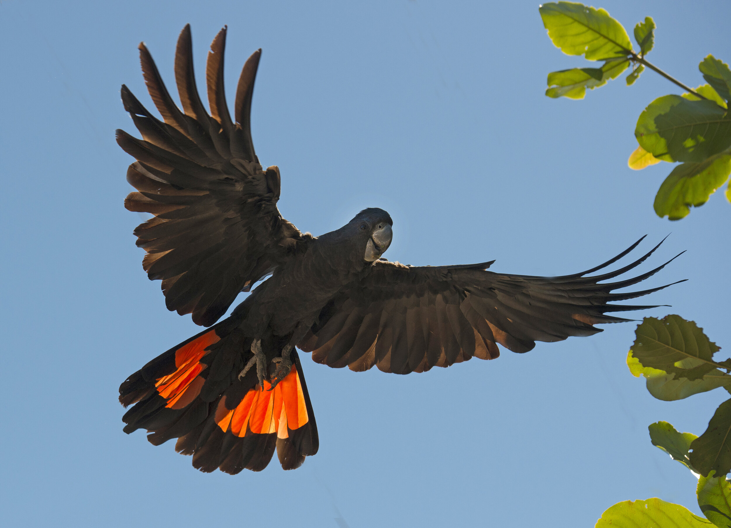 Calyptorhynchus banksii.jpeg