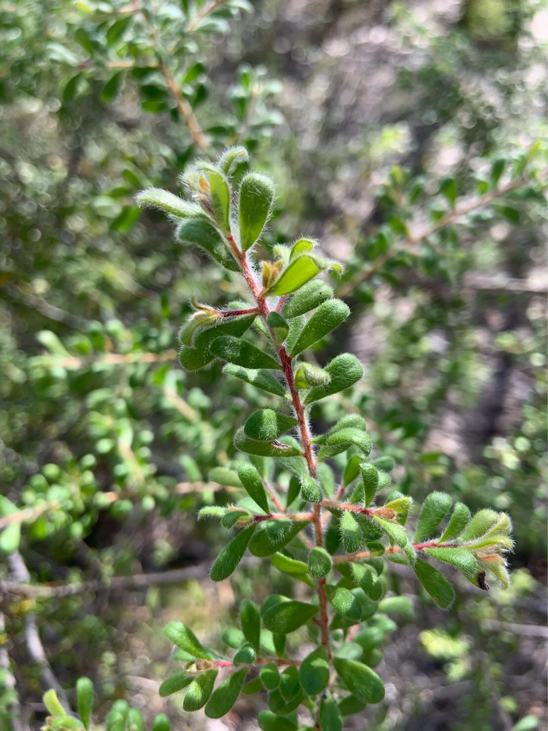 Rarest Flora Award