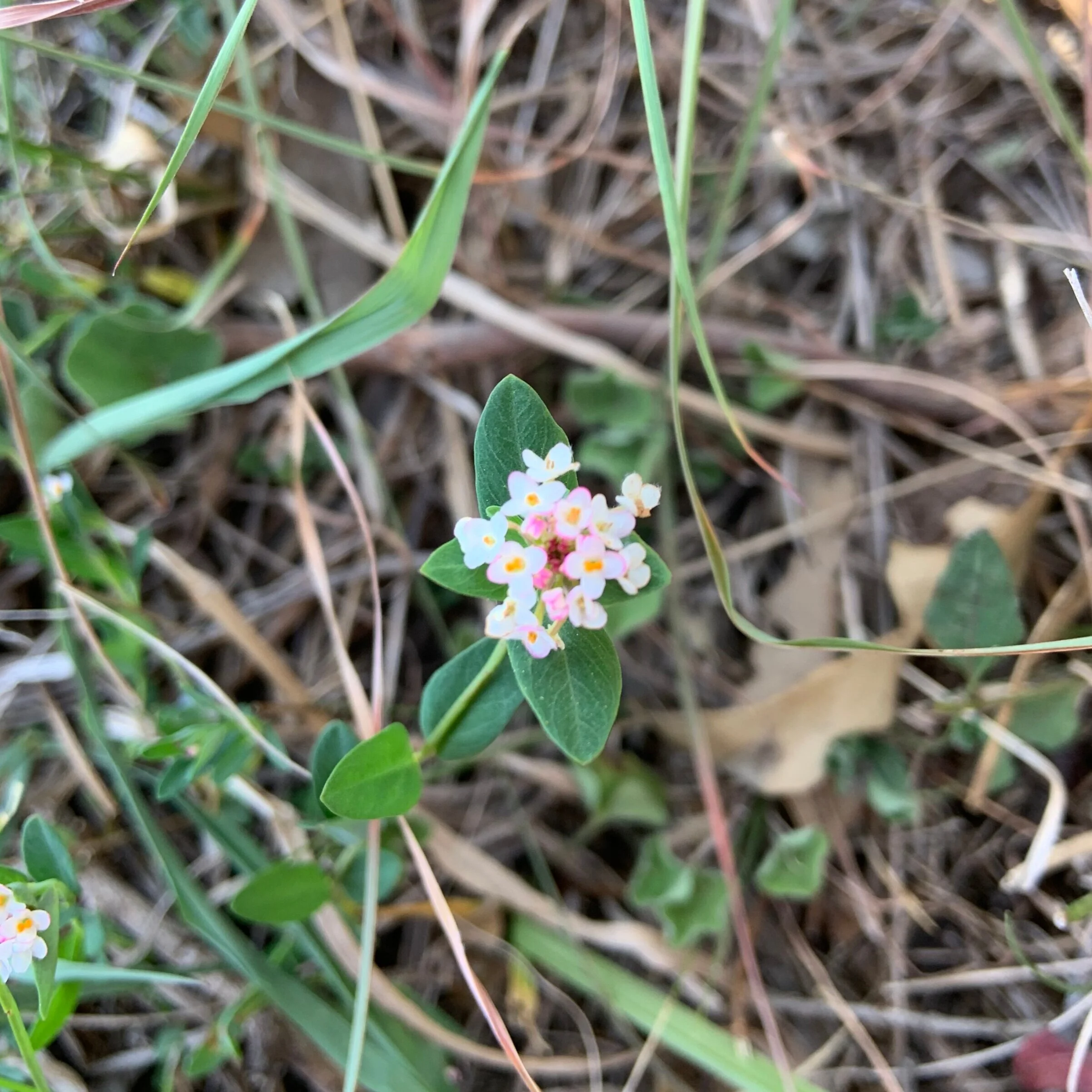 Spiked Rice-Flower