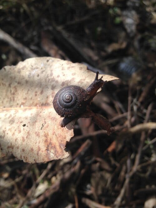 A cumberland plain land snail sitting on a brown leave.jpg