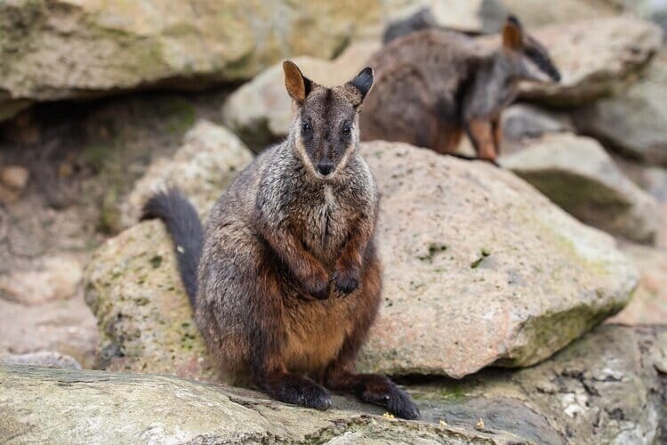 Two brush tailed rock wallabies sitting on rocks and one of them is looking towards the camera.jpg