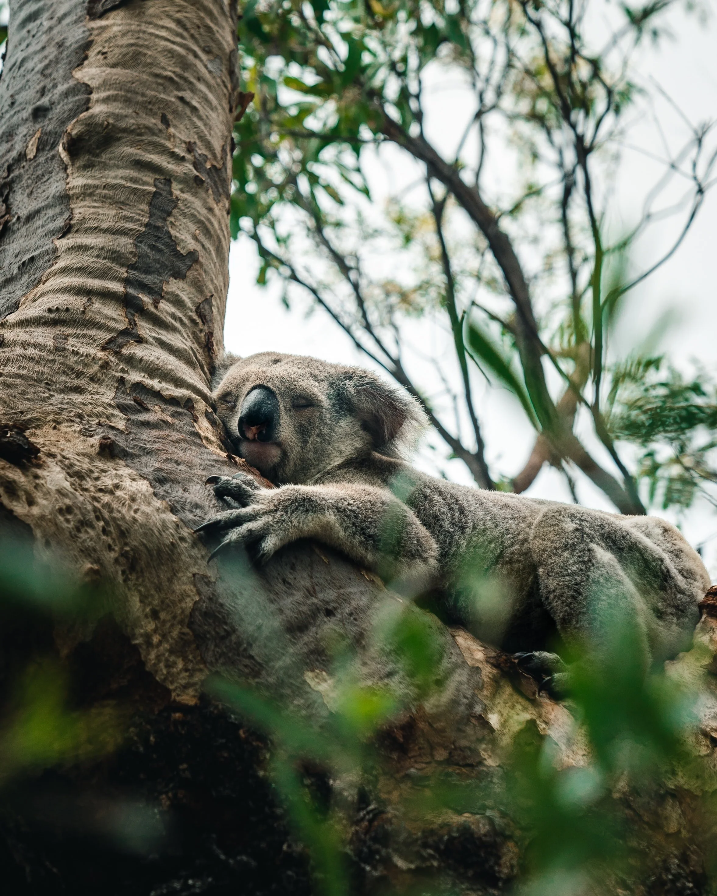 Koala Assessment Report