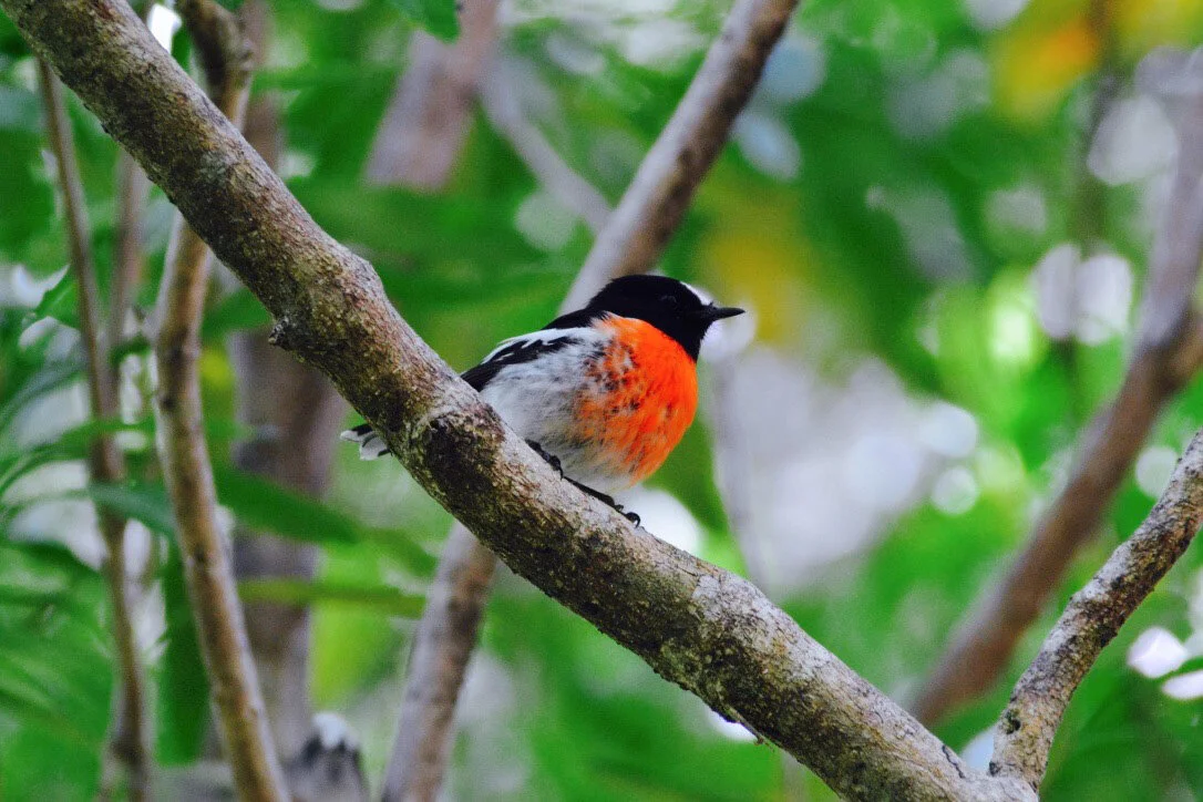 Scarlet Robin