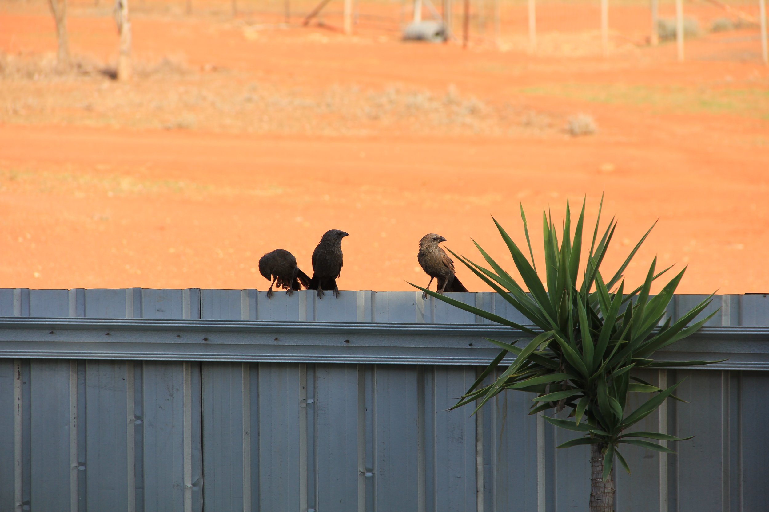 Apostlebirds_Cobar_CM.JPG