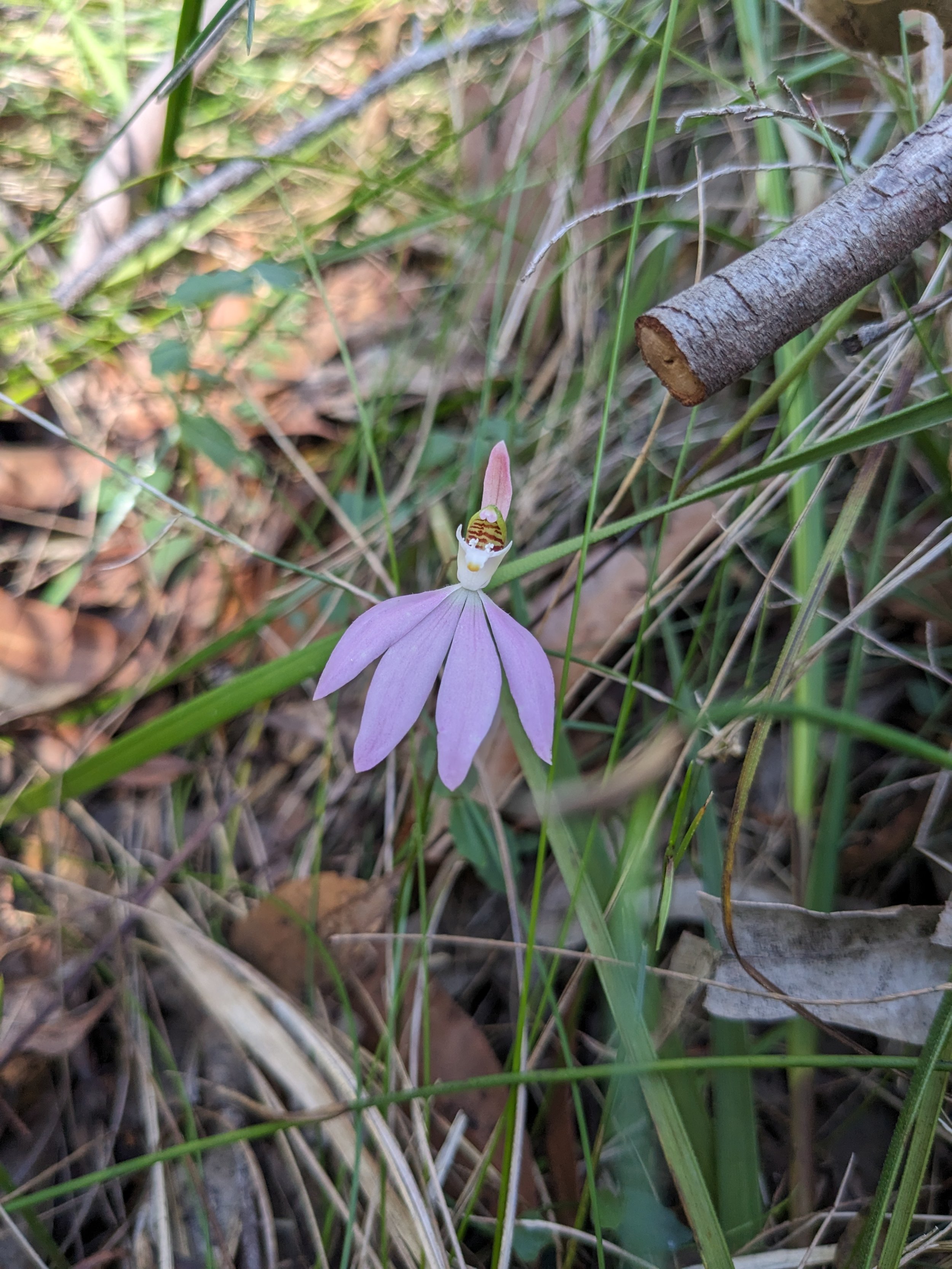 Caladenia carnea (Pink Fingers)_Wallarah_JM+BS.jpg