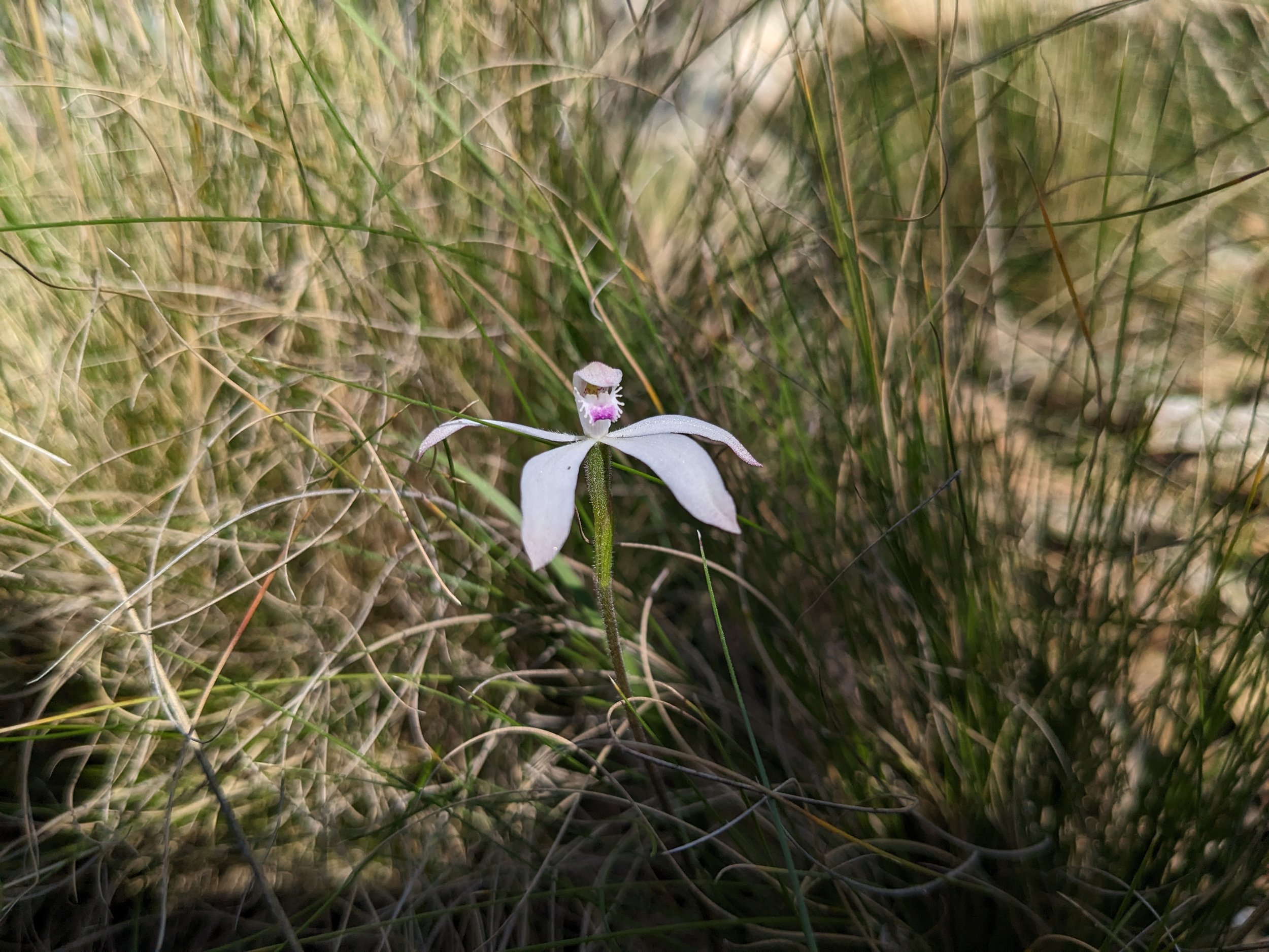 Caladenia gracilis (Dusky Caladenia)_Gullen_JM.jpg