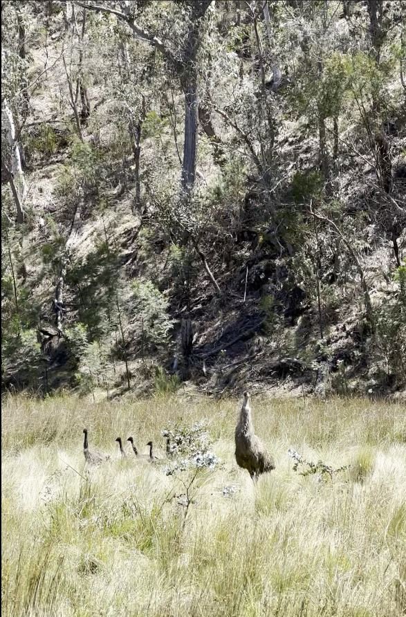 Dad and six chicks - EB.JPG