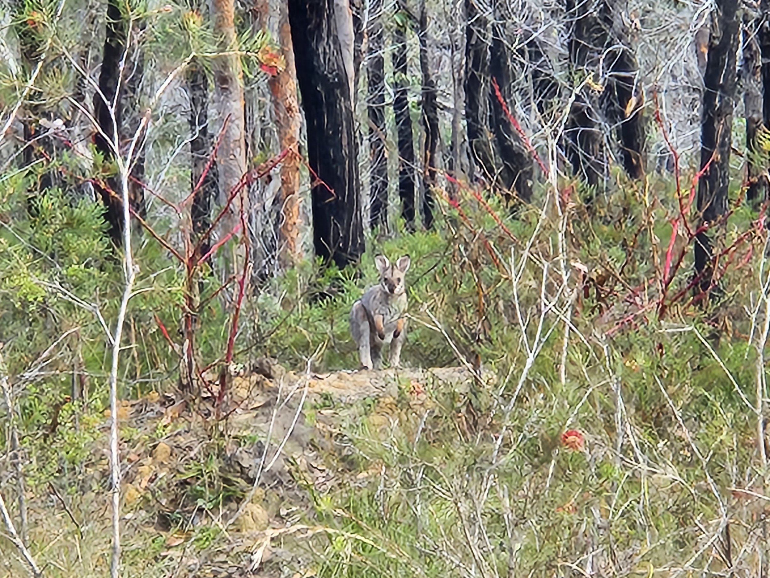 Macropus rufogriseus (Red Necked Wallaby Joey)_HawkeMount_PS+RS.jpg