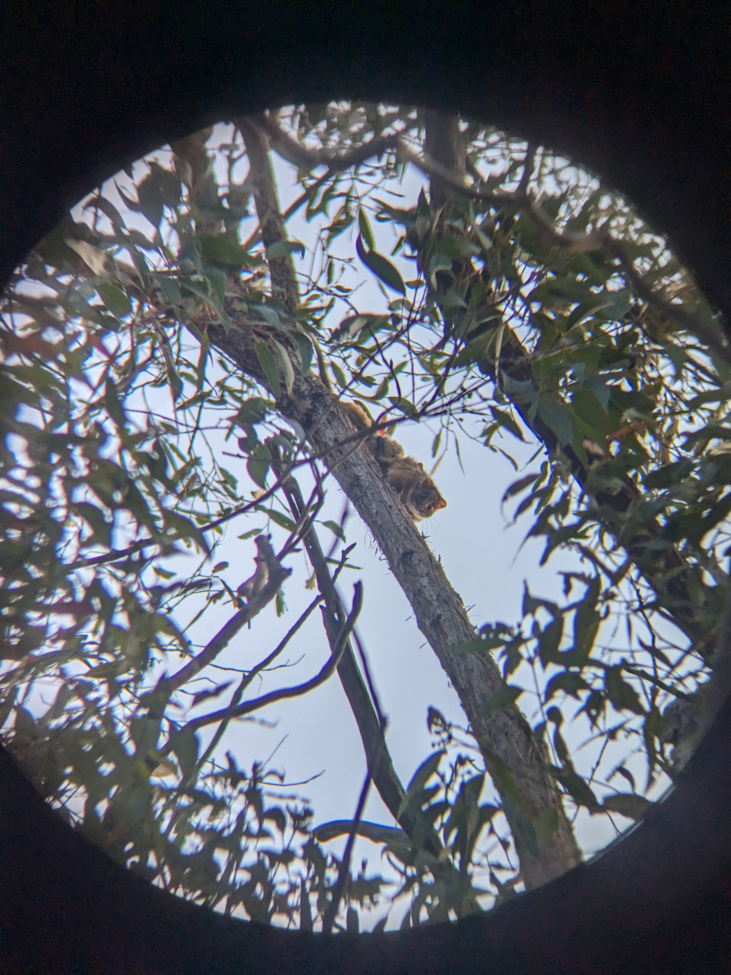 Ringtail Possum & 3+ babies_Wallarah_BS.jpg