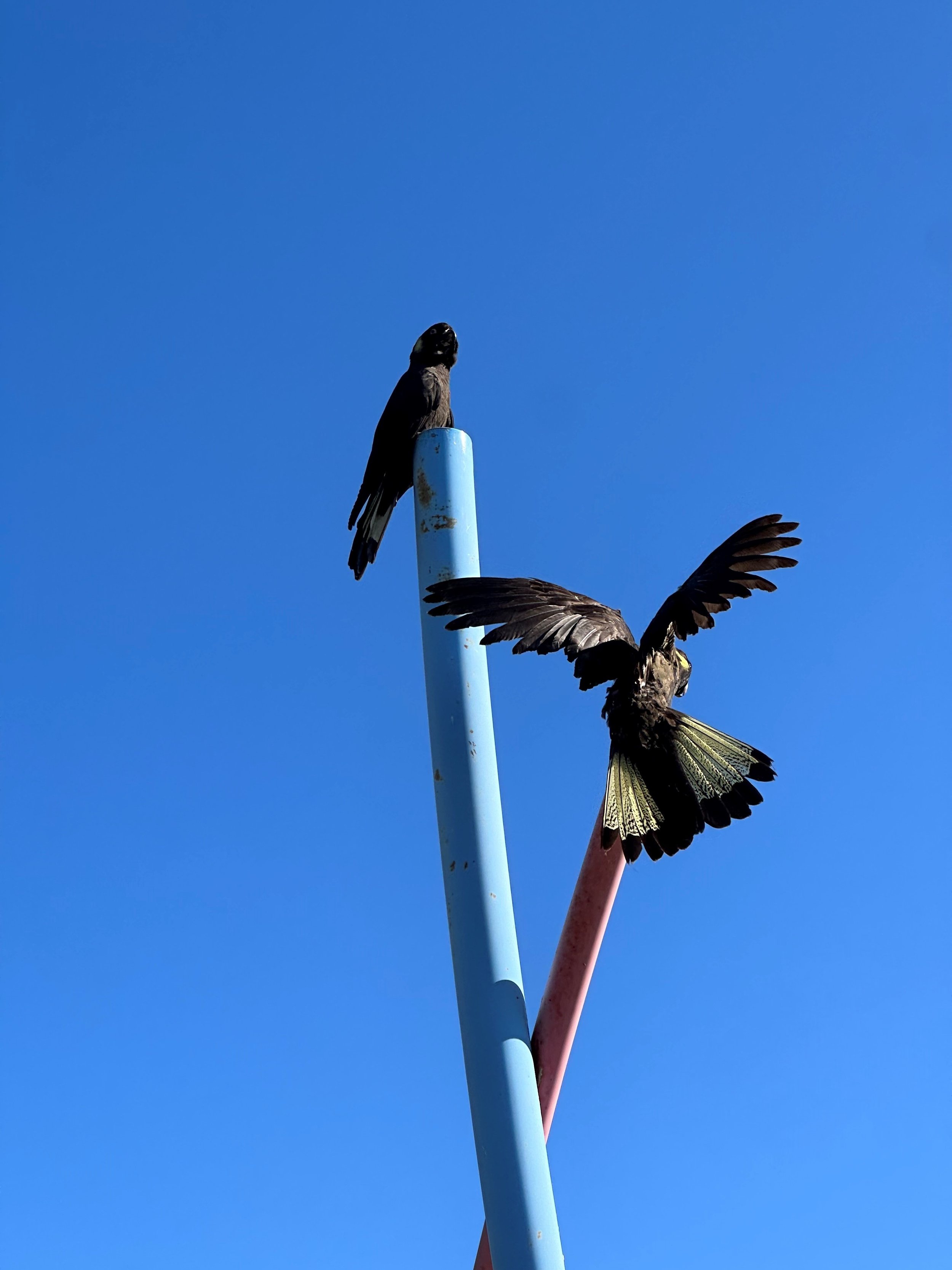 Yellow tailed black cockatoos (those tail feathers!) EB.jpg