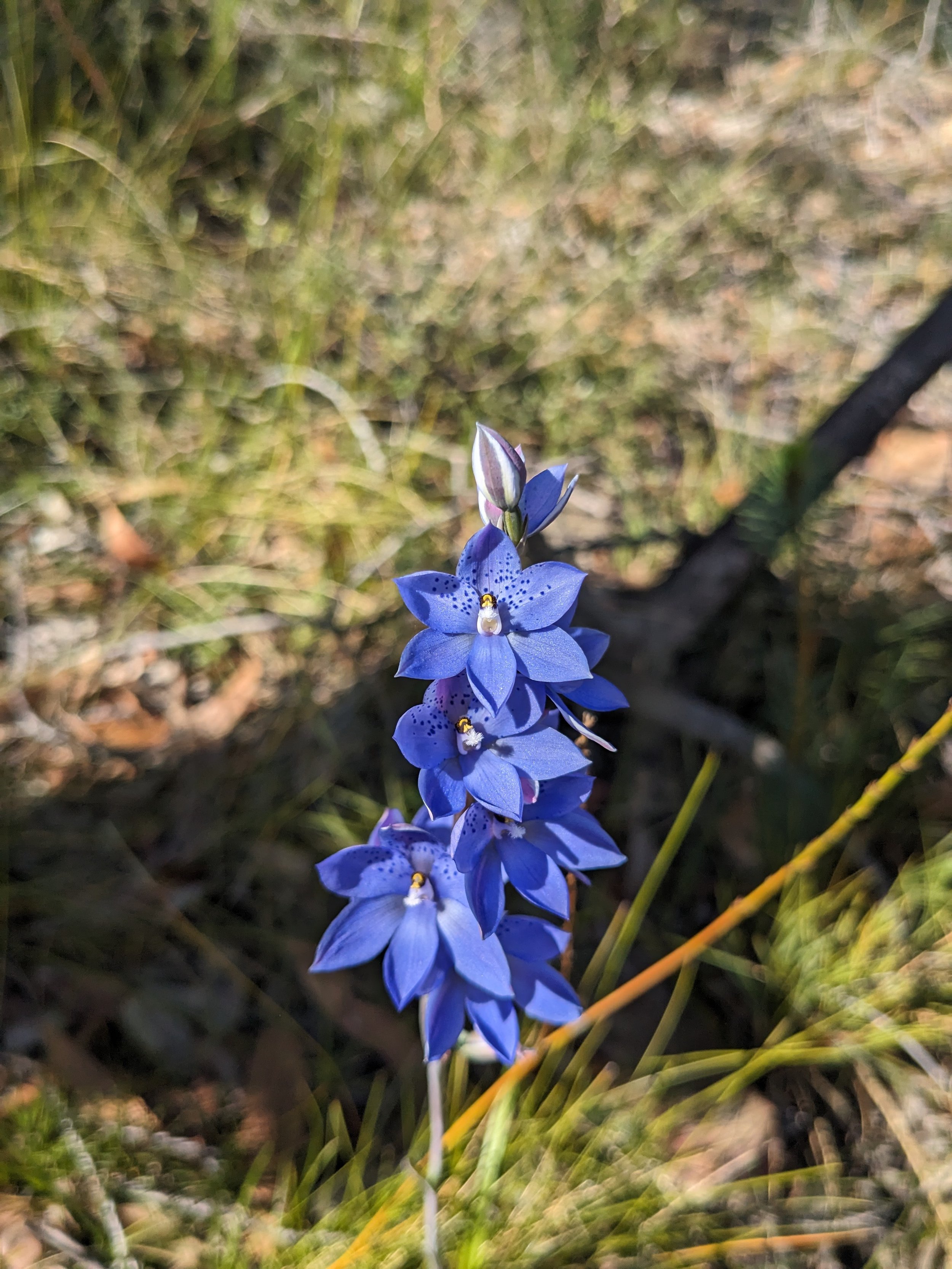 Thelymitra ixioides (Dotted Sun Orchid)_Manly Dam_JM+EB.jpeg