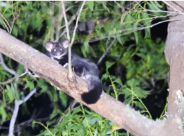 Threatened Fauna Aplenty on the Mid-North Coast