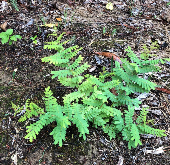 Positive signs for Population of Acacia pubescens