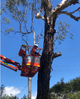 Hollow Salvage in Western Sydney