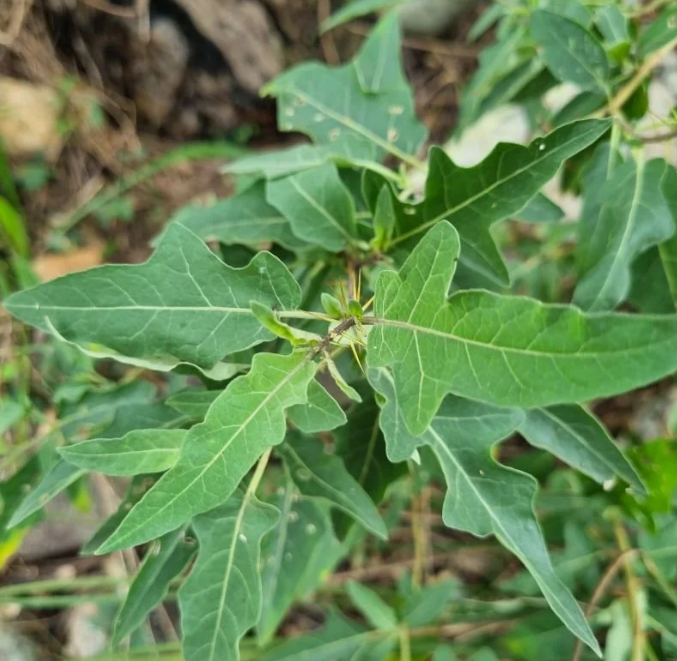 Narla discovers an extension of the range of the endangered Solanum armourense