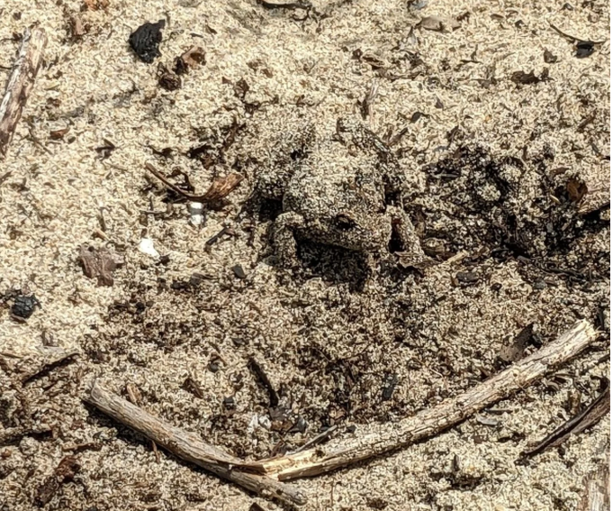 Targeted Reptile and Amphibian Surveys for Randwick City Council