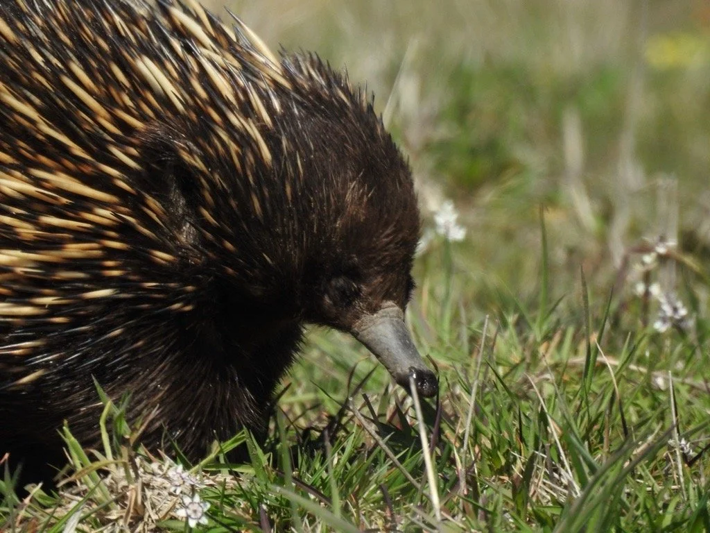 A close-up of a hedgehog foraging in a grassy field with small white flowers.